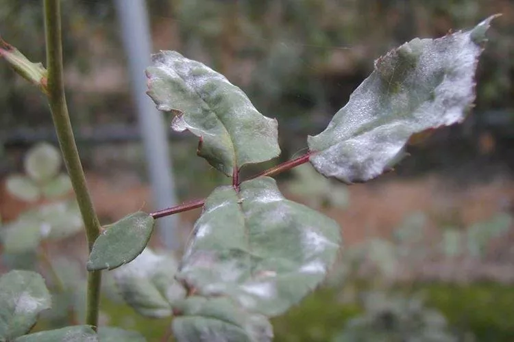 Болезни листьев розы: описание с фото и методы лечения
