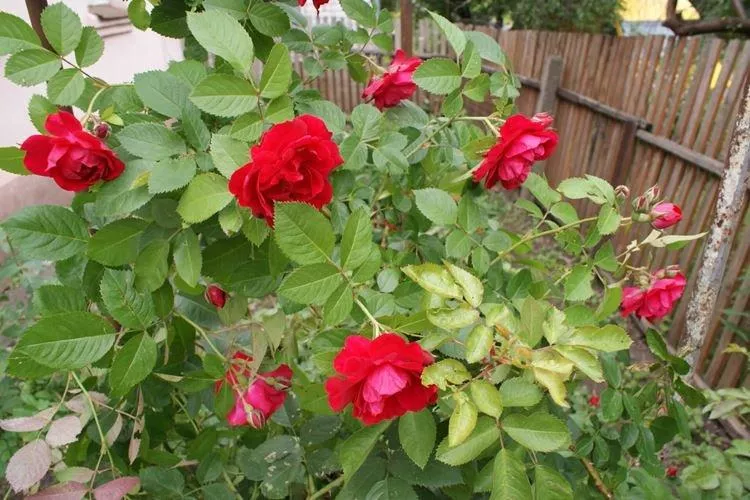Болезни листьев розы: описание с фото и методы лечения