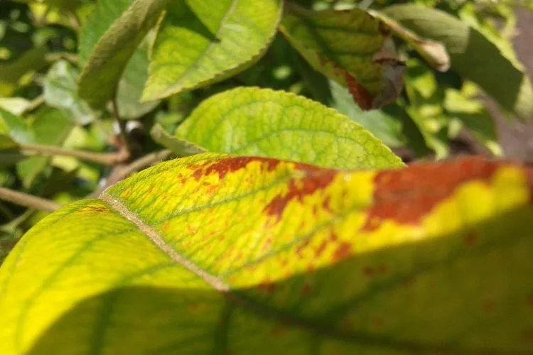 Болезни листьев сливы: описание с фото и методы лечения