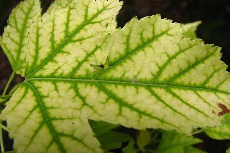 Болезни листьев смородины: описание с фото и способы лечения