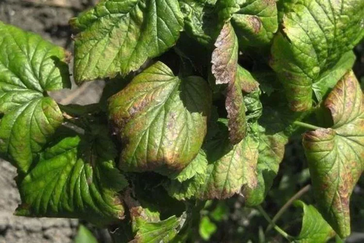 Болезни листьев смородины: описание с фото и способы лечения