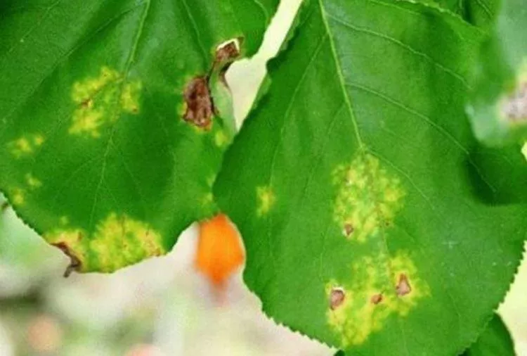 Болезни листьев абрикоса: описание с фото и способы лечения