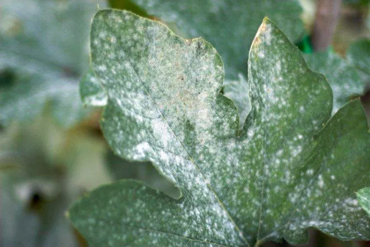 Болезни листьев у астр: описание с фото и методы лечения