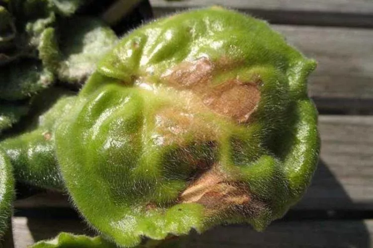 Болезни листьев фиалки: описание с фото и способы лечения