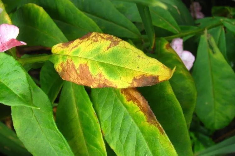 Болезни листьев у флоксов: описание с фото и способы лечения