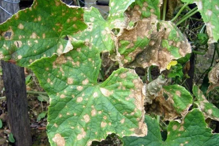 Болезни листьев кабачков: описание с фото и способы лечения