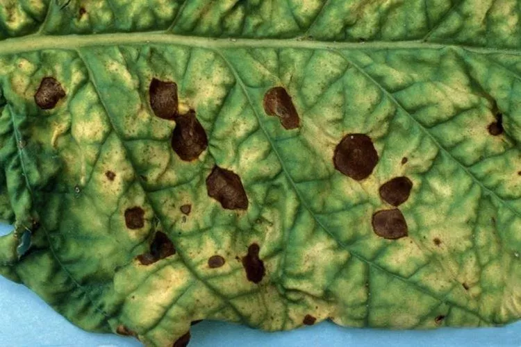 Болезни листьев у огурцов: описание с фото и способы лечения