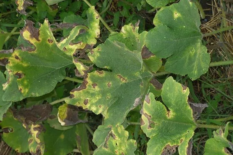 Болезни листьев у огурцов: описание с фото и способы лечения