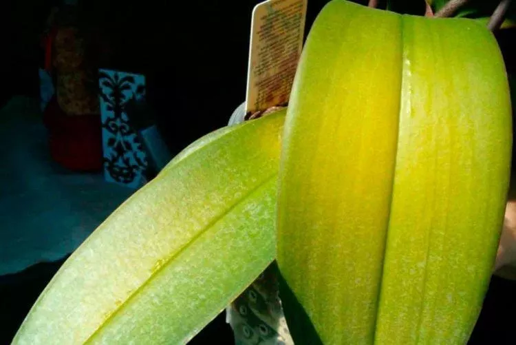 Болезни листьев орхидеи: описание с фото и методы лечения