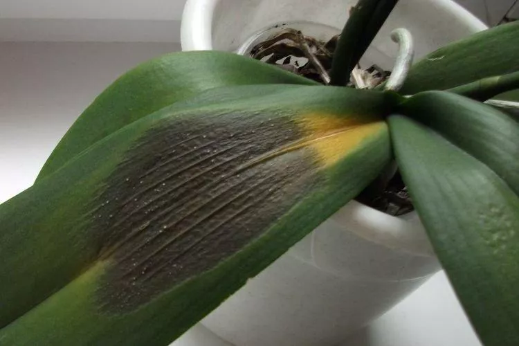 Болезни листьев орхидеи: описание с фото и методы лечения
