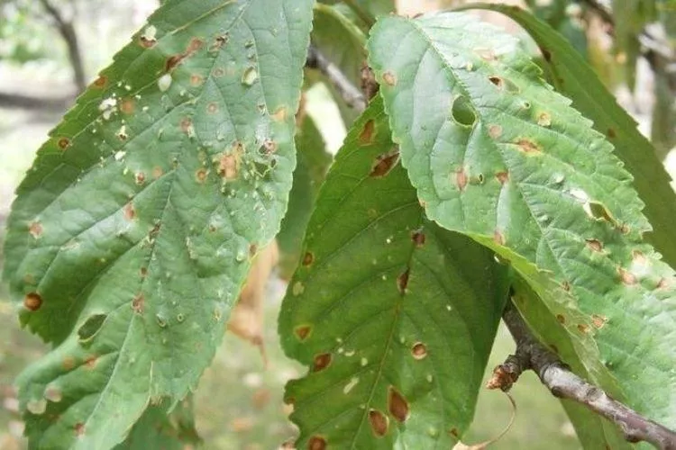 Болезни листьев персика: описание с фото и методы лечения