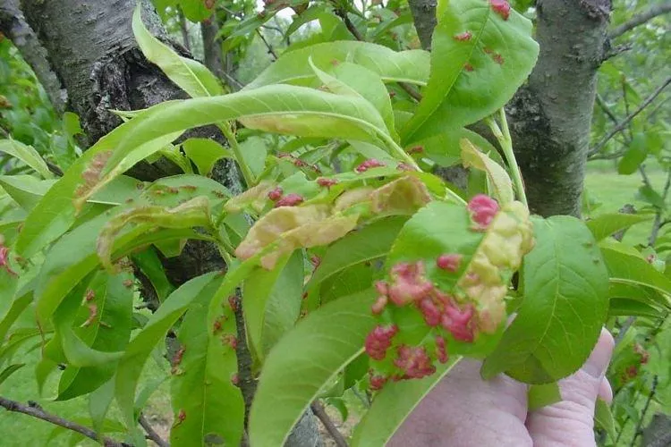 Болезни листьев персика: описание с фото и методы лечения