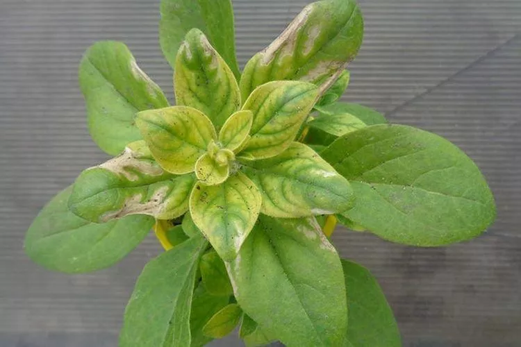Болезни листьев петунии: описание с фото и способы лечения