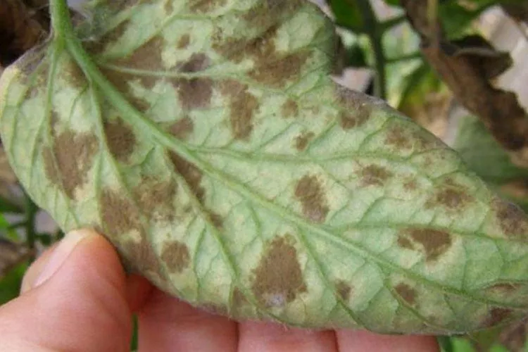 Болезни листьев петунии: описание с фото и способы лечения