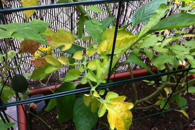 Болезни листьев у томатов: описание с фото и способы лечения
