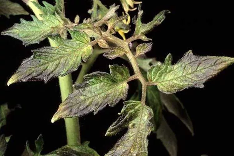 Болезни листьев у томатов: описание с фото и способы лечения