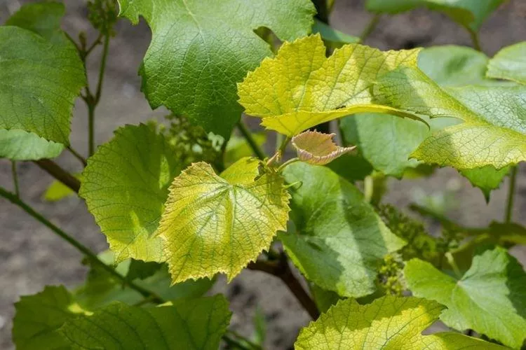 Болезни листьев винограда: описание с фото и методы лечения