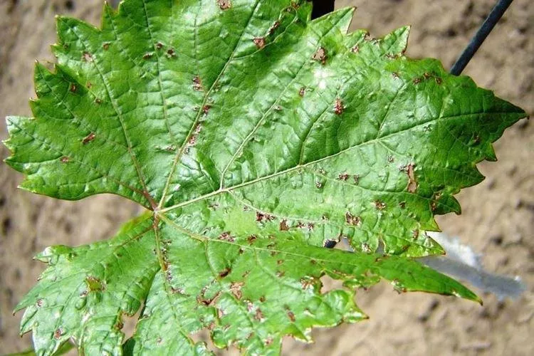 Болезни листьев винограда: описание с фото и методы лечения