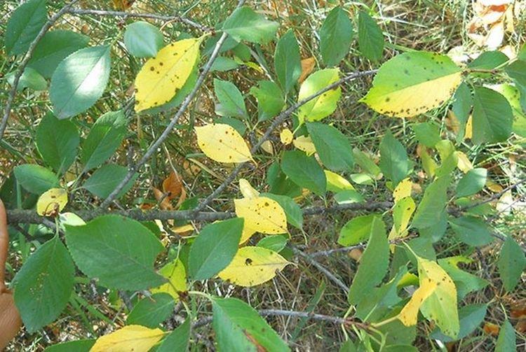 Болезни листьев вишни: описание с фото и методы лечения