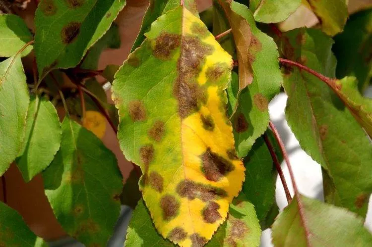 Болезни листьев вишни: описание с фото и методы лечения