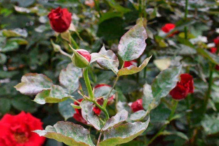 Чайно-гибридные розы (50 фото) - виды, уход и посадка в открытом грунте