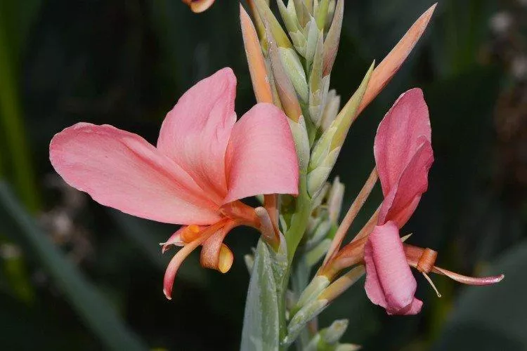 Цветок конопли (60 фото) – виды, правильный уход и посадка