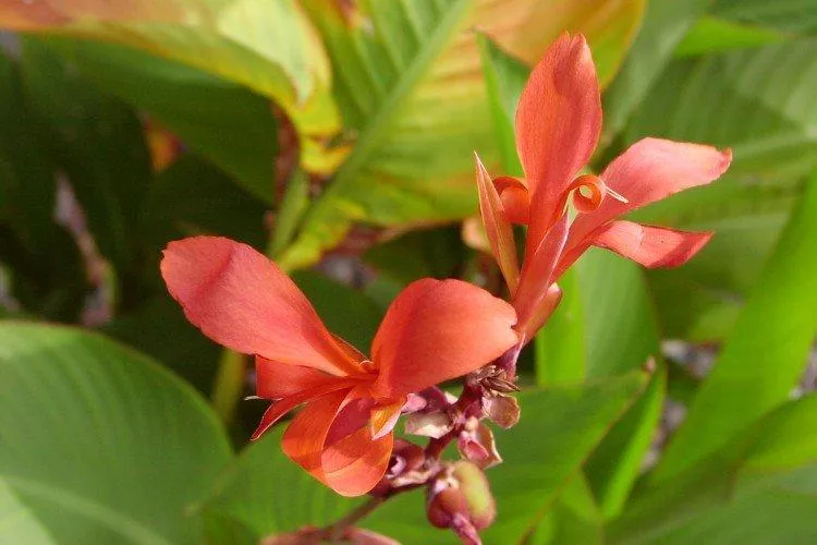 Цветок конопли (60 фото) – виды, правильный уход и посадка