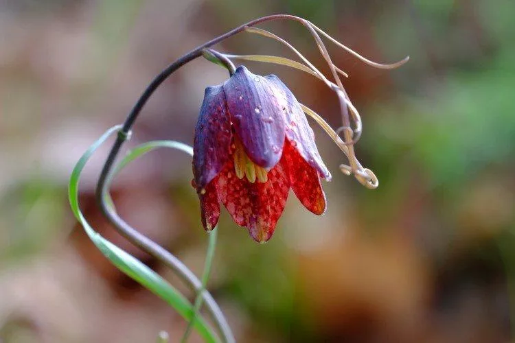 Цветок глухарь (50 фото) – виды, посадка и уход в открытом грунте