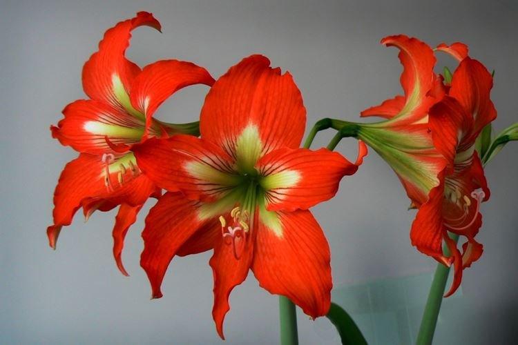 Цветы, похожие на Лилии: Топ-20 видов с описанием и фото