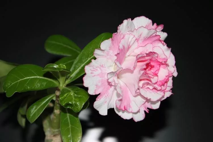 Цветы, похожие на розы - названия и фото (каталог)