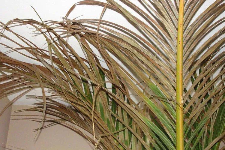Финиковая пальма (50 фото) – виды, уход и выращивание в домашних условиях