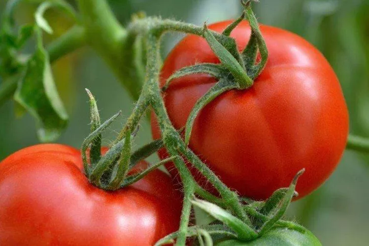 Как и чем подкормить рассаду помидор – чтобы она была мясистой