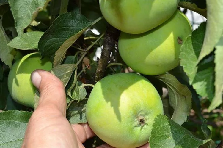 Колонновидная яблоня – сорта, уход и выращивание (фото)