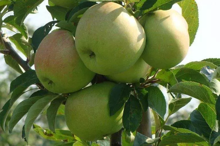 Колонновидная яблоня – сорта, уход и выращивание (фото)