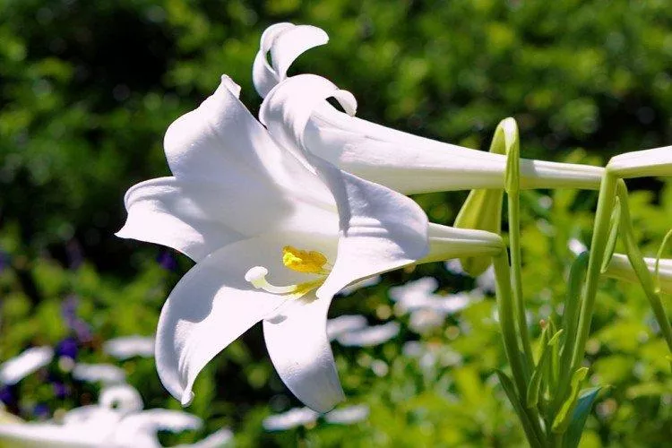 Лилия (50 фото) – виды, уход и посадка цветка в открытом грунте