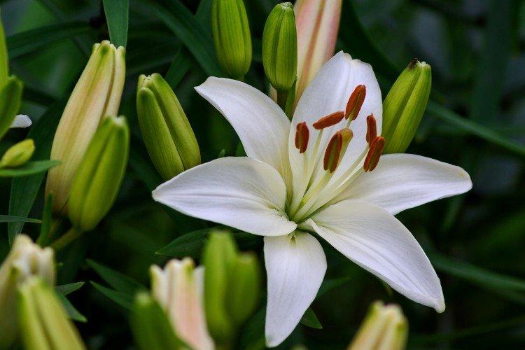 Лилия (50 фото) – виды, уход и посадка цветка в открытом грунте
