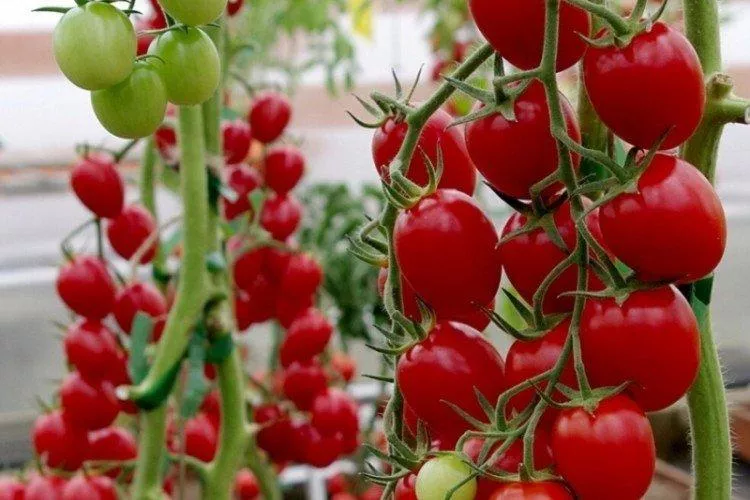 Лучшие сорта томатов черри – фото, названия и описание (каталог)