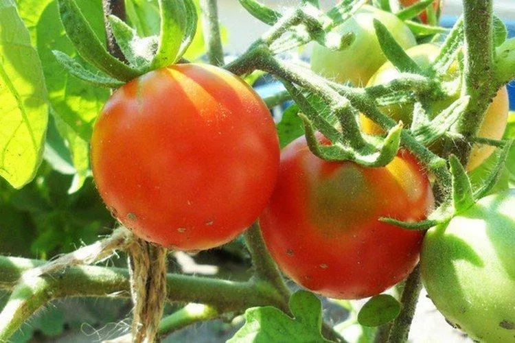 Лучшие сорта томатов для Подмосковья - фото, названия и описания (каталог)