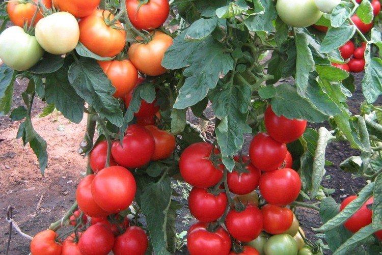 Лучшие сорта томатов для Подмосковья - фото, названия и описания (каталог)