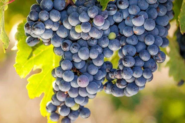 Лучшие сорта винограда для вина - фото, названия и описания (каталог)