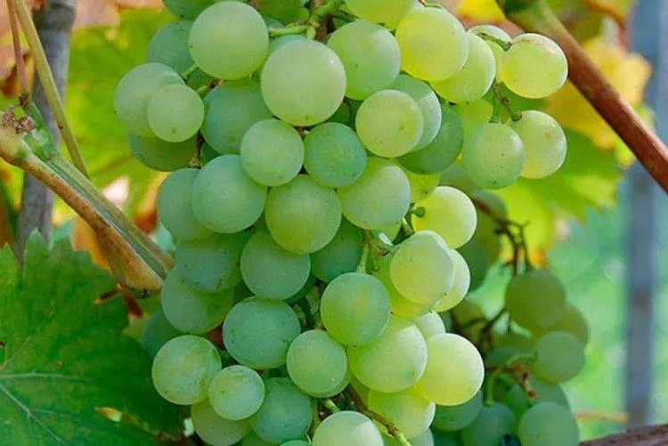 Лучшие сорта винограда - фото, названия и описание (каталог)