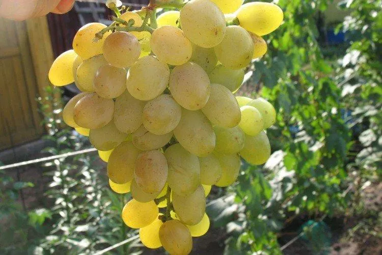 Лучшие сорта винограда - фото, названия и описание (каталог)