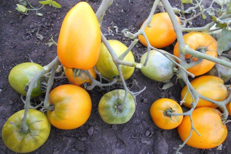 Низкорослые помидоры: лучшие сорта с фото и названиями (каталог)