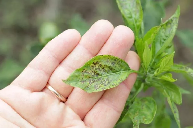 Почему скручиваются листья перца: основные причины, что делать
