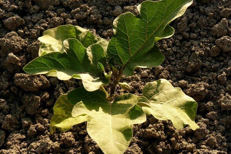 Почему желтеют и засыхают листья у баклажанов — основные причины, чем подкормить