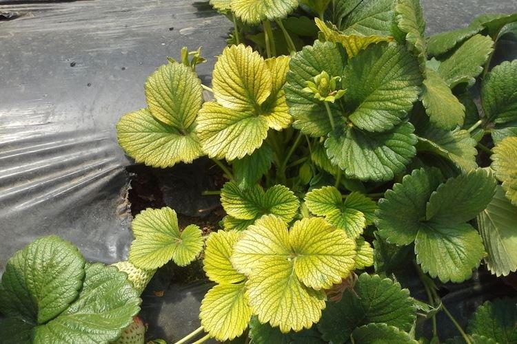 Почему желтеют и засыхают листья земляники — основные причины подкормки
