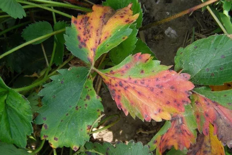 Почему желтеют и засыхают листья земляники — основные причины подкормки