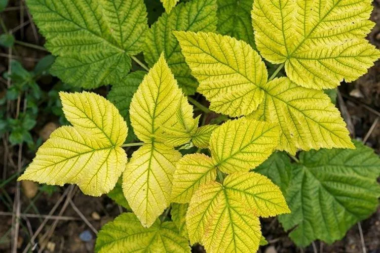 Почему желтеют и засыхают листья у малины — основные причины подкормки