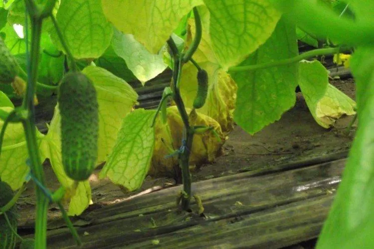 Почему желтеют и сохнут листья огурцов: чем подкормить, основные причины
