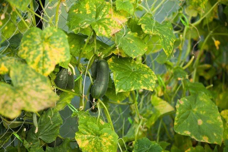 Почему желтеют и сохнут листья огурцов: чем подкормить, основные причины